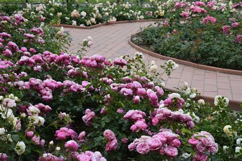 ways  incorporate roses   backyard