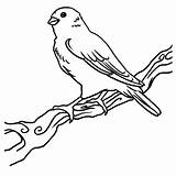 Canary Coloring Tocolor Branch sketch template