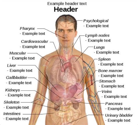 body diagram printable