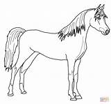 Cavallo Cheval Arabian Araber Arabo Pferde Ausmalbild Stampare Disegnare Paard Kleurplaat Cavalli Coloriages Zum Arabisch Bello Arabe Shire Animali Supercoloring sketch template