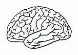 Cervello Disegno Cerebro Umano Scuola sketch template