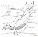 Whale Humpback Coloring Pages Color Super sketch template