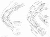 Coloring Pages Anatomy Muscle Muscular System Muscles Forearm Book Human Diagram Body Popular Print Choose Board Coloringhome sketch template