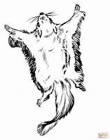 Squirrel Coloring Flying Pages Preschool Drawing Squirrels Printable Animals Clipart Print Drawings Library Popular sketch template