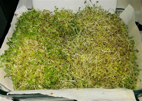 whats growing alfalfa sprouts thefrazzledcom