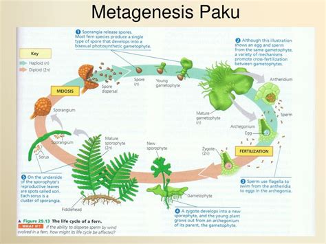 Metagenesis Tumbuhan Paku Pengertian Skema Dan Jenisnya Sexiz Pix