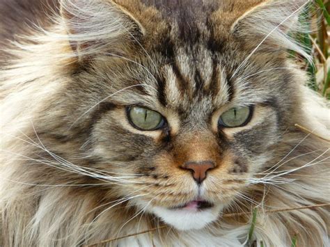 top   domestic cat breeds  usa canada  uk petscarter