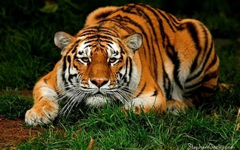 pictures top  tiger tiger wallpaper top ten wild animal