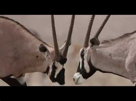 oryx fight   venerable  lions attack etoshanationalpark