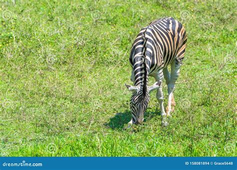 zebra eating grass stock photo image  outdoors