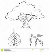 Ficus Clipart Tree Bodhi Coloring Tattoo Clipground Vector Template Illustration Drawn Hand Pages sketch template