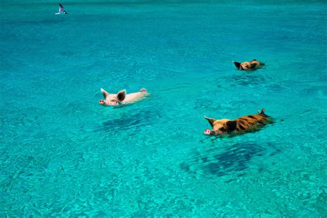 pig beach bahamas swimming pigs     island