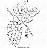 Grapes Bunch Picsburg Grape sketch template