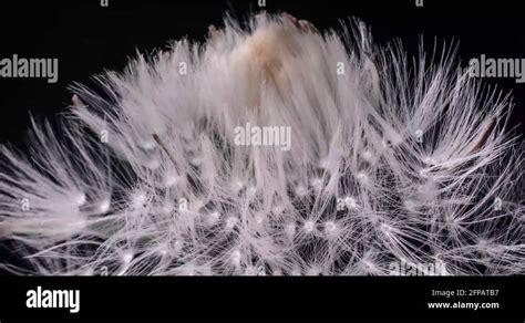 Dried Floret Stock Videos And Footage Hd And 4k Video Clips Alamy