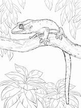 Gecko Crested Kronengecko Ausmalbilder Ast Ausmalbild Supercoloring Kategorien sketch template