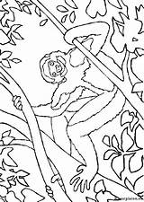 Apen Dieren Affen Monkeys Mewarnai Malvorlagen Coloriages Colorare Malvorlage Animierte Monyet Animasi Singes Affe Ausmalbild Ausmalbilder Bergerak Scimmie Kleurplaatjes Animaatjes sketch template