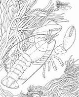 Coloring Crawfish Pages Crayfish Crawdad Printable Color Realistic Supercoloring Shrimp Louisiana Drawing Template Getdrawings Colorings Categories Print Freshwater Clipart Crustacean sketch template