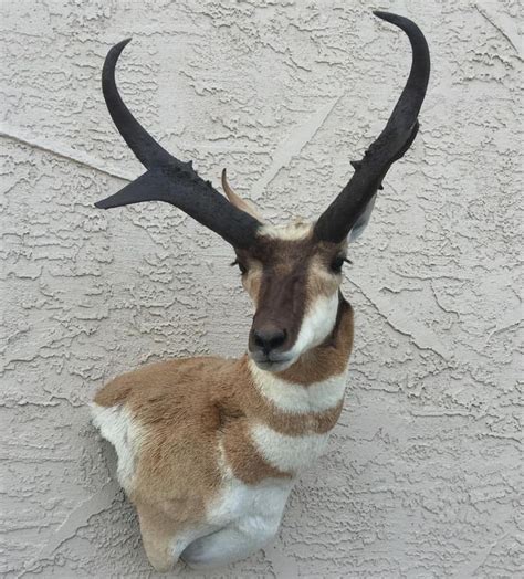 antelope mounts images  pinterest