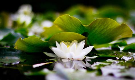 white lotus high quality wallpapers