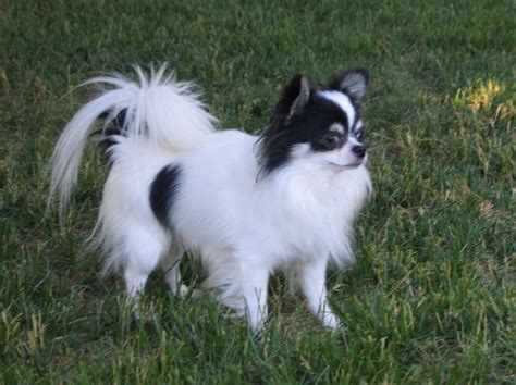 Hairy teacup chihuahua
