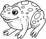 Anfibi Sapo Rana Grenouille Frosch Ranas Sapos Fofo Toad Boi Greluche Facile Ausmalbild Ausmalen Imprima Frogs Animali Malvorlage Grosse Supercoloring sketch template