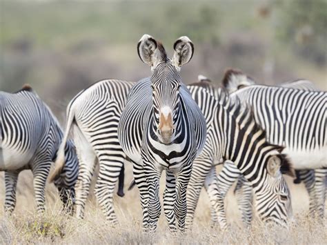 grevys zebras   danger  extinction  kenya