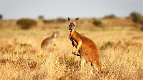 Australian Researchers Test Kangaroo Tendons To Help Injured Athletes