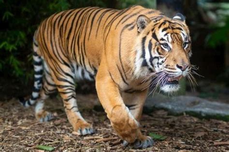 harimau fakta makanan habitat populasi gambar geravacom