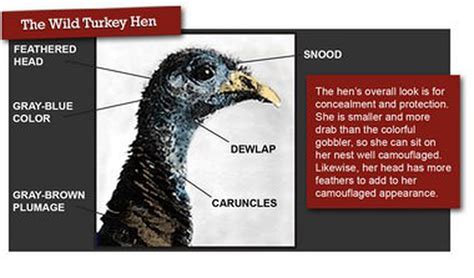 sex and the wild turkey distinguishing male turkeys from