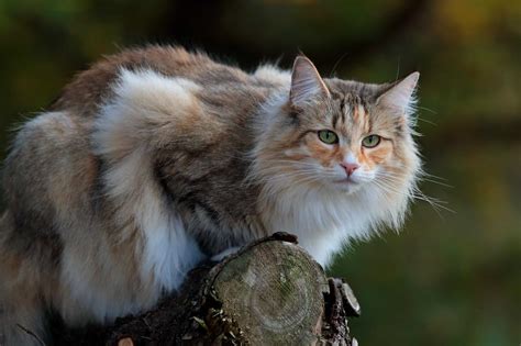 norwegian forest cats facts personality traits