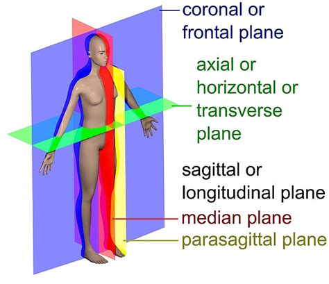 longitudinal section anatomy