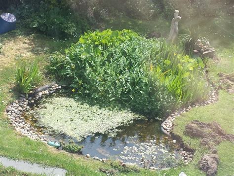 pond plants   pond  invaded bbc gardeners world magazine