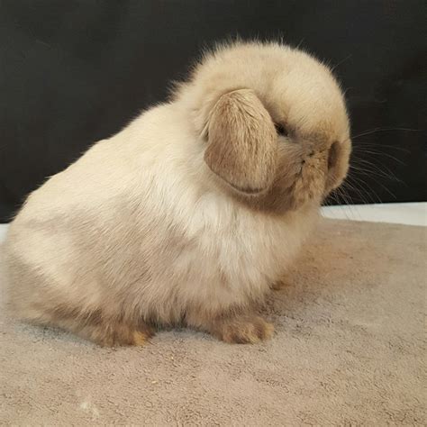 holland lop rabbits for sale los angeles ca 243478