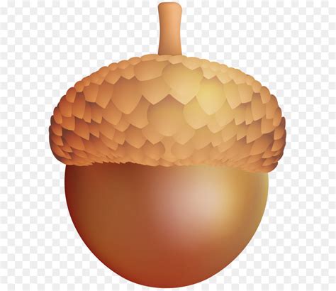acorn png clipart   cliparts  images  clipground