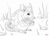 Coloring Chinchilla Pages Tailed Long Chinchillas Drawing Animals Printable Super Preschool Skip Main sketch template