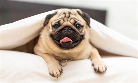 pug dog breed characteristics care  bechewy