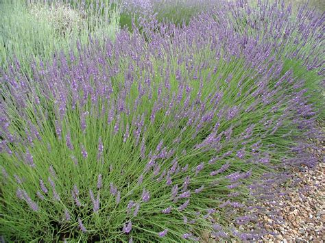 lavandula  intermedia provence lavendel