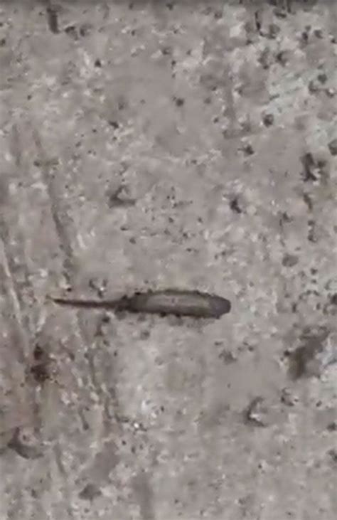 Revolting Rat Tailed Maggots That Live On Faeces Spotted In Glastonbury