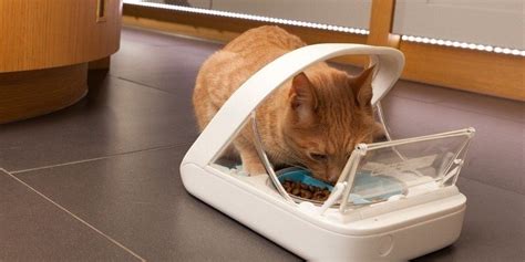 automatic cat feeder  multiple cats expert reviews  guide