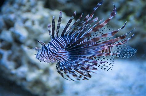 creature feature lionfish national marine sanctuary foundation