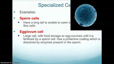 body organization  specialized cells youtube