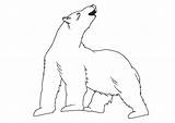Oso Polar Ijsbeer Ours Polaire Arktis Kleurplaten Schoolplaten Téléchargez sketch template