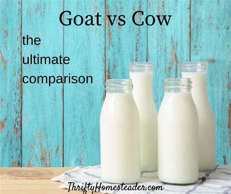 goats  cows  ultimate comparison