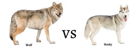 wolf  husky differences   related