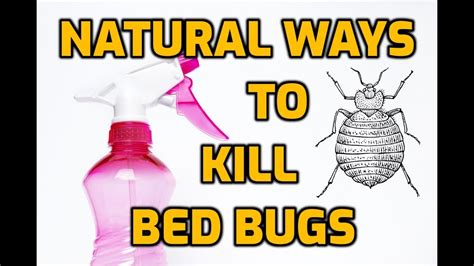 Natural Ways To Kill Bed Bugs 7 Diy Methods Youtube