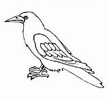Cuervo Colorear Corbeau Dibujos Corvo Crow Raven Colorare Cuervos Wrona Kolorowanka Dibujado Dzika Druku Disegni Acolore Uccelli Aves Wrony sketch template