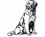 Retriever Puppy Fennec Labrador Cachorro Retriver Kleurplaat Bestcoloringpagesforkids Dogs Clipartmag Retrever Pngocean sketch template