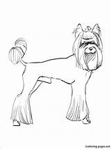 Terrier Coloring Pages Getdrawings Cairn Yorkshire sketch template