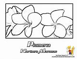 Plumeria Coloring Frangipani Pages Flower Designlooter 79kb 612px sketch template