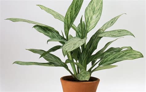 super cute indoor plants  buy   gold coast